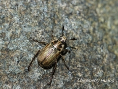 Anomala takasagoensis