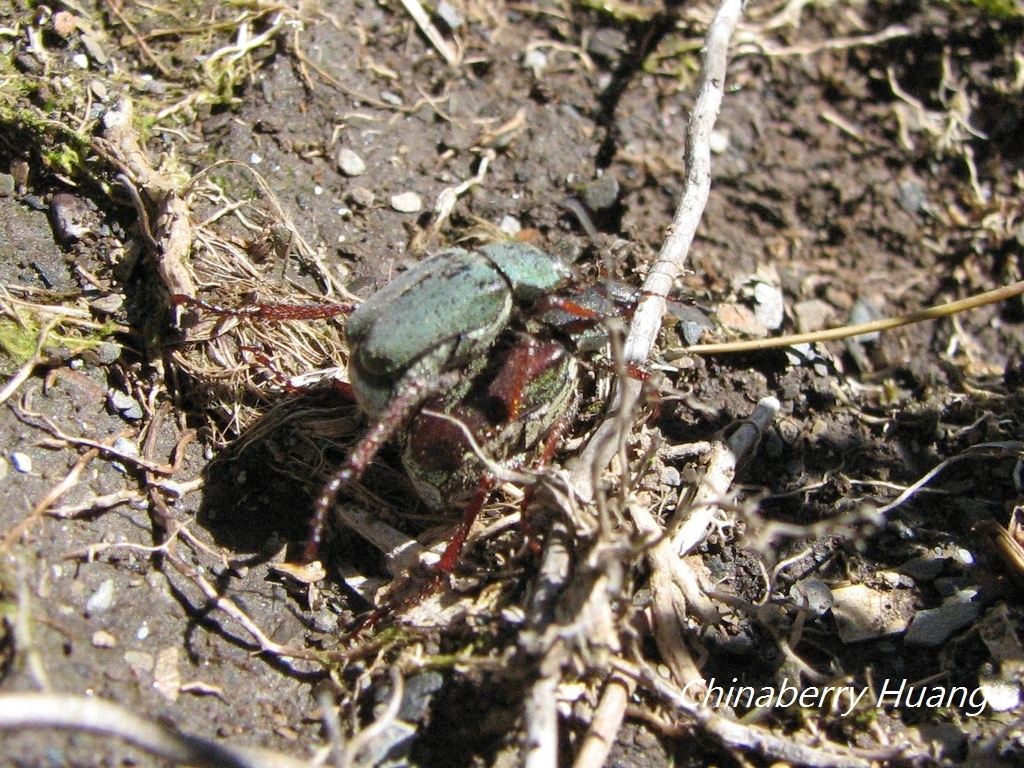 Hoplia inornata