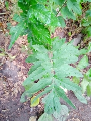 Pastinaca sativa