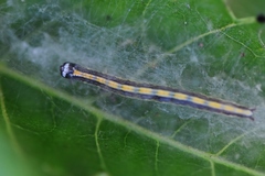 Epipaschia superatalis