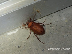 Hilyotrogus formosanus