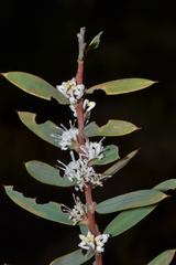 Hakea marginata
