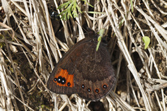 Erebia triarius
