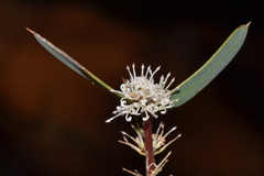 Hakea marginata