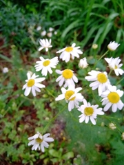 Tripleurospermum inodorum