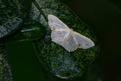 Scopula sanguinisecta