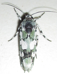 Ethioterpia marmorata