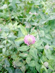 Trifolium pratense