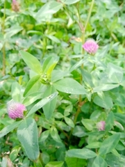 Trifolium pratense