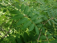 Sorbus aucuparia
