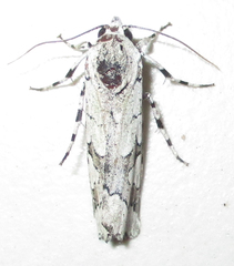 Ethioterpia marmorata