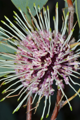 Hakea petiolaris