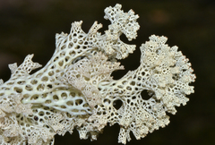 Pulchrocladia ferdinandii