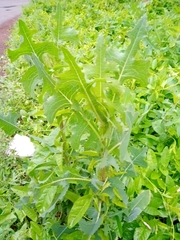 Lactuca serriola