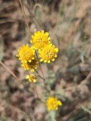 Tanacetum achilleifolium