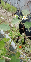 Solanum violaceum