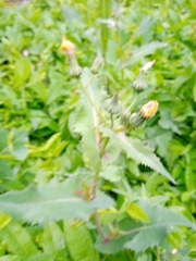 Sonchus oleraceus