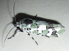 Ethioterpia marmorata