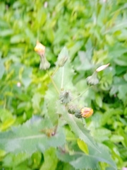 Sonchus oleraceus