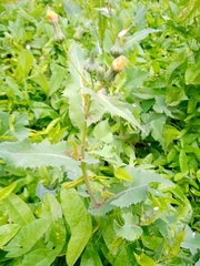 Sonchus oleraceus