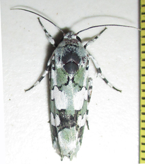 Ethioterpia marmorata