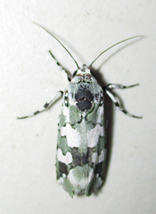 Ethioterpia marmorata