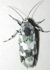 Ethioterpia marmorata