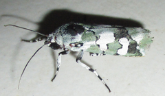 Ethioterpia marmorata