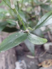 Andrographis paniculata