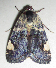 Acontia trychaenoides