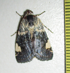 Acontia trychaenoides