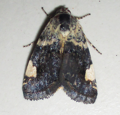 Acontia trychaenoides