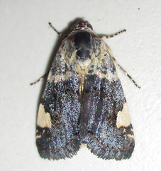 Acontia trychaenoides