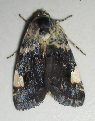 Acontia trychaenoides