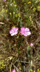 Dianthus polymorphus