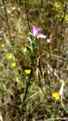Dianthus polymorphus
