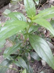 Andrographis paniculata