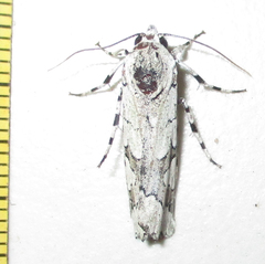 Ethioterpia marmorata