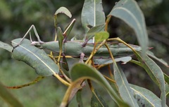 Tropidoderus childrenii