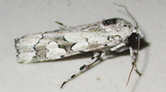 Ethioterpia marmorata