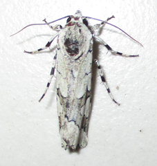 Ethioterpia marmorata