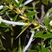 Styphelia tenuiflora - Photo 由 Tim Hammer 所上傳的 (c) Tim Hammer，保留部份權利CC BY