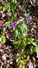 Cardamine pentaphyllos