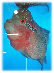 Amphilophus labiatus × cichlasoma trimaculatum