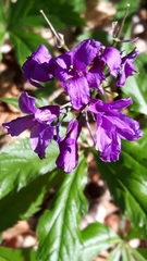 Cardamine pentaphyllos