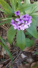 Cardamine pentaphyllos