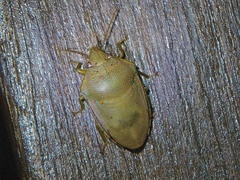 Coleotichus excellens