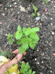 Euphorbia peplus