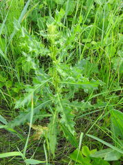 Cirsium arvense arvense