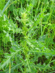Cirsium arvense arvense